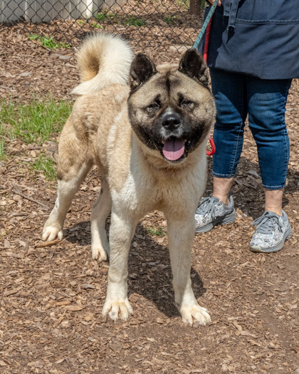 Shelter Stray Male Dog last seen Near Whites Mill Court, 30034, GA, 3280 Chamblee Dunwoody Rd, Chamblee, GA 30341, USA