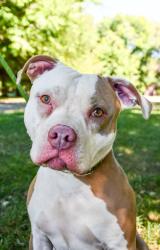 Shelter Stray Male Dog last seen Near Butterfield Rd #231, Yakima County,, 2405 W Birchfield Rd, Yakima, WA 98901, USA