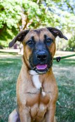 Shelter Stray Male Dog last seen 52nd and ahtanum, Yakima County, WA, 2405 W Birchfield Rd, Yakima, WA 98901, USA