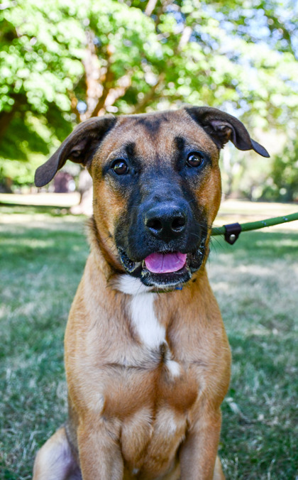 Shelter Stray Male Dog last seen 52nd and ahtanum, Yakima County, WA, 2405 W Birchfield Rd, Yakima, WA 98901, USA