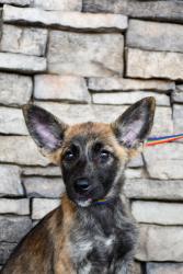 Shelter Stray Female Dog last seen Gorilla Auto Center, City of Yakima, WA, 2405 W Birchfield Rd, Yakima, WA 98901, USA
