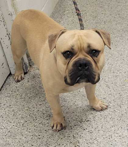 Shelter Stray Male Dog last seen Near Brooklyn Ave, 64130, MO, 7077 Elmwood Ave, Kansas City, MO 64132, USA