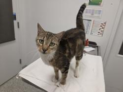 Shelter Stray Female Cat last seen E 42nd St & Vineyard Rd, 64130, 64130, MO, 7077 Elmwood Ave, Kansas City, MO 64132, USA