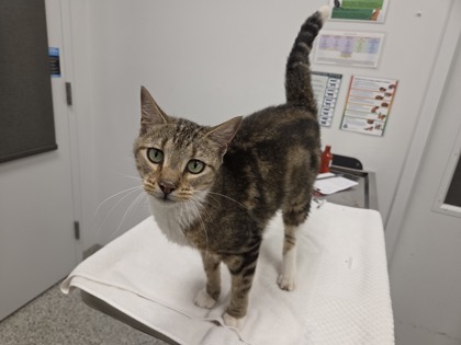 Shelter Stray Female Cat last seen E 42nd St & Vineyard Rd, 64130, 64130, MO, 7077 Elmwood Ave, Kansas City, MO 64132, USA