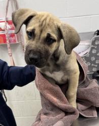 Shelter Stray Male Dog last seen W 74th St & Pennsylvania Ave, 64114, 64114, MO, 7077 Elmwood Ave, Kansas City, MO 64132, USA
