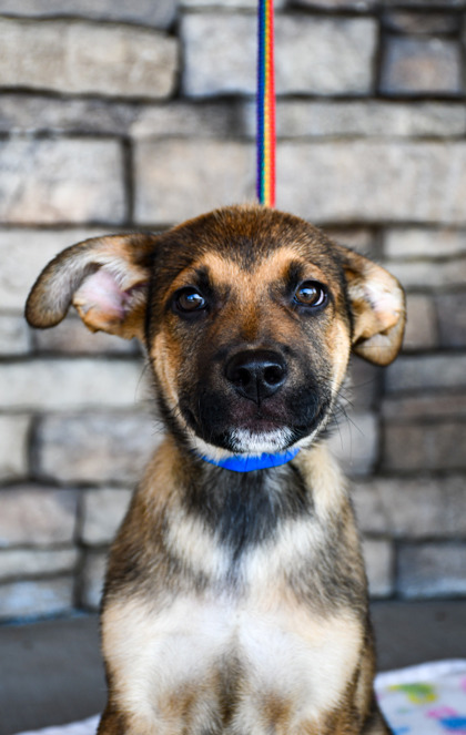 Shelter Stray Male Dog last seen Gorilla Auto Center, City of Yakima, WA, 2405 W Birchfield Rd, Yakima, WA 98901, USA