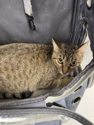 Shelter Stray Female Cat last seen Near Denver Ave KCMO 64124, 64124, MO, 7077 Elmwood Ave, Kansas City, MO 64132, USA