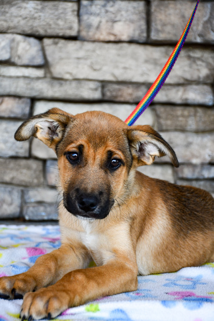 Shelter Stray Male Dog last seen Gorilla Auto Center, City of Yakima, WA, 2405 W Birchfield Rd, Yakima, WA 98901, USA