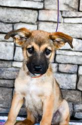 Shelter Stray Male Dog last seen Gorilla Auto Center, City of Yakima, WA, 2405 W Birchfield Rd, Yakima, WA 98901, USA