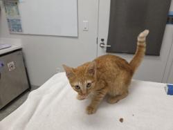 Shelter Stray Male Cat last seen Near Independence Ave., KCMO 64124, 64124, MO, 7077 Elmwood Ave, Kansas City, MO 64132, USA