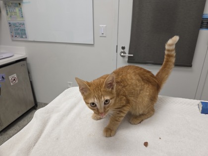 Shelter Stray Male Cat last seen Near Independence Ave., KCMO 64124, 64124, MO, 7077 Elmwood Ave, Kansas City, MO 64132, USA