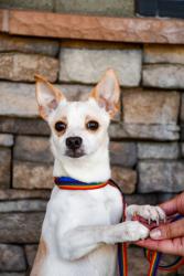Shelter Stray Male Dog last seen Near Selah, Yakima County, WA, 2405 W Birchfield Rd, Yakima, WA 98901, USA