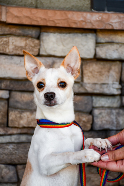 Shelter Stray Male Dog last seen Near Selah, Yakima County, WA, 2405 W Birchfield Rd, Yakima, WA 98901, USA