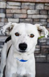 Shelter Stray Male Dog last seen E Zillah Dr, Yakima County, WA, 2405 W Birchfield Rd, Yakima, WA 98901, USA