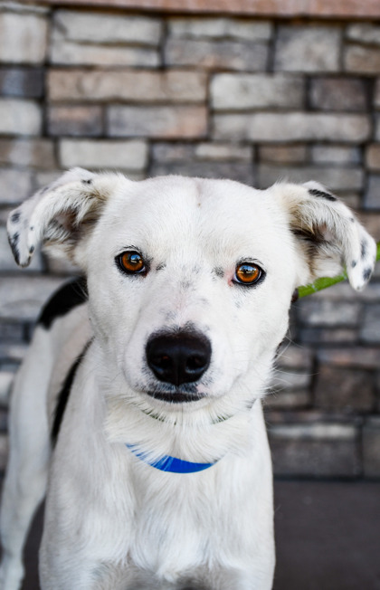 Shelter Stray Male Dog last seen E Zillah Dr, Yakima County, WA, 2405 W Birchfield Rd, Yakima, WA 98901, USA