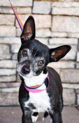 Shelter Stray Female Dog last seen In YVCC parking lot, City of Yakima, WA, 2405 W Birchfield Rd, Yakima, WA 98901, USA