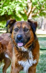 Shelter Stray Male Dog last seen Opal Ln, Yakima County, WA, 2405 W Birchfield Rd, Yakima, WA 98901, USA