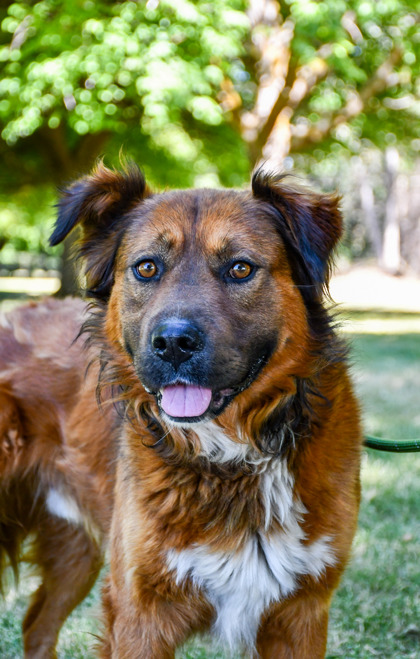 Shelter Stray Male Dog last seen Opal Ln, Yakima County, WA, 2405 W Birchfield Rd, Yakima, WA 98901, USA