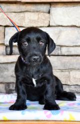 Shelter Stray Female Dog last seen Near Elmore RD, Yakima County, WA, 2405 W Birchfield Rd, Yakima, WA 98901, USA