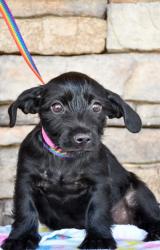 Shelter Stray Female Dog last seen Near Elmore RD, Yakima County, WA, 2405 W Birchfield Rd, Yakima, WA 98901, USA