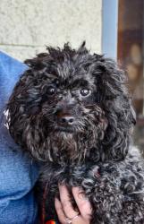 Shelter Stray Male Dog last seen Near block of s 72nd ave #404, Yakima County,, 2405 W Birchfield Rd, Yakima, WA 98901, USA