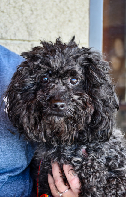 Shelter Stray Male Dog last seen Near block of s 72nd ave #404, Yakima County,, 2405 W Birchfield Rd, Yakima, WA 98901, USA