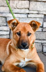Shelter Stray Female Dog last seen 2nd ave and Viola, City of Yakima, WA, 2405 W Birchfield Rd, Yakima, WA 98901, USA