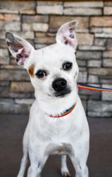 Shelter Stray Male Dog last seen Abandoned at Park next to Shelter, City of Yakima,, 2405 W Birchfield Rd, Yakima, WA 98901, USA
