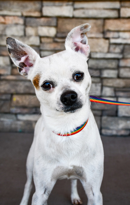 Shelter Stray Male Dog last seen Abandoned at Park next to Shelter, City of Yakima,, 2405 W Birchfield Rd, Yakima, WA 98901, USA