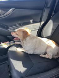 Found/Stray Female Dog last seen N Ave 51 & Buchanan st, Los Angeles, CA 90042