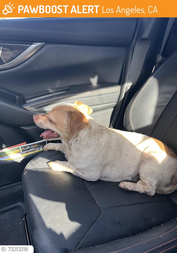 Found/Stray Female Dog last seen N Ave 51 & Buchanan st, Los Angeles, CA 90042