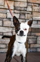 Shelter Stray Male Dog last seen Abandoned at Park next to Shelter, City of Yakima,, 2405 W Birchfield Rd, Yakima, WA 98901, USA