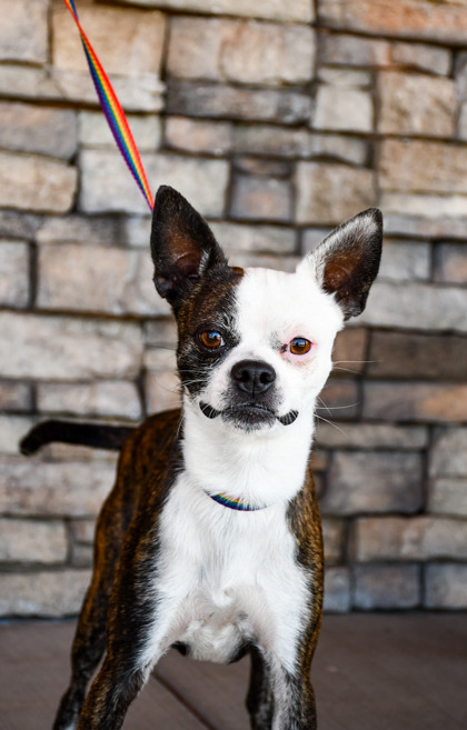 Shelter Stray Male Dog last seen Abandoned at Park next to Shelter, City of Yakima,, 2405 W Birchfield Rd, Yakima, WA 98901, USA