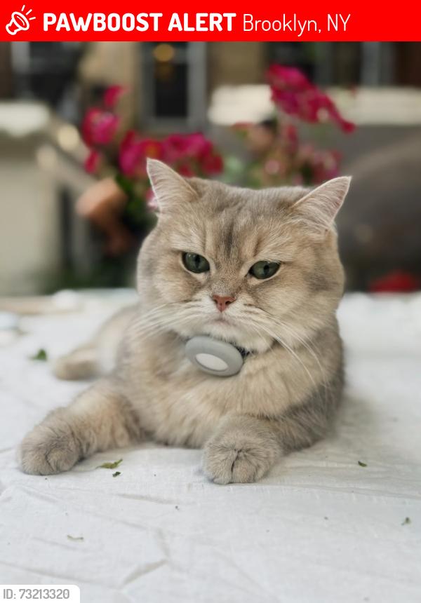 Lost Female Cat last seen Jefferson and Throop Bed stuy, Brooklyn, NY 11221