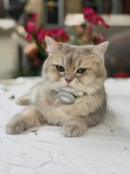Lost Female Cat last seen Jefferson and Throop Bed stuy, Brooklyn, NY 11221