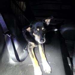 Found/Stray Female Dog last seen Guilford Rd and Forestdale Rd, Jamestown, NC 27282