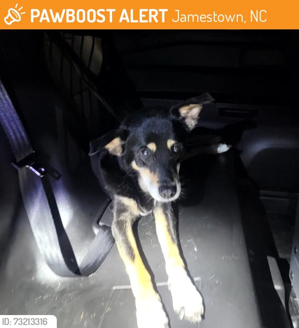 Found/Stray Female Dog last seen Guilford Rd and Forestdale Rd, Jamestown, NC 27282