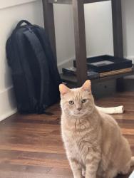 Reunited Male Cat last seen Reed st and capitol st, Philadelphia, PA 19146