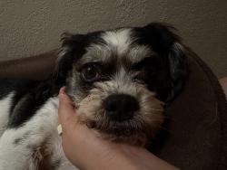 Reunited Male Dog last seen Near lady jo wag, Orlando, FL 32807