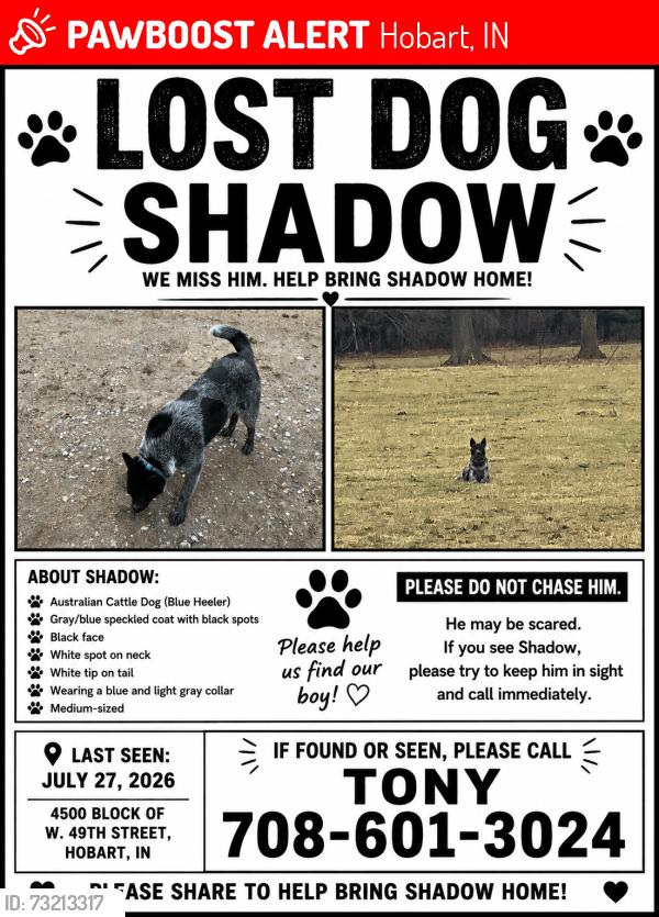 Lost Male Dog last seen casa de hobart is across the street from the property, Hobart, IN 46342