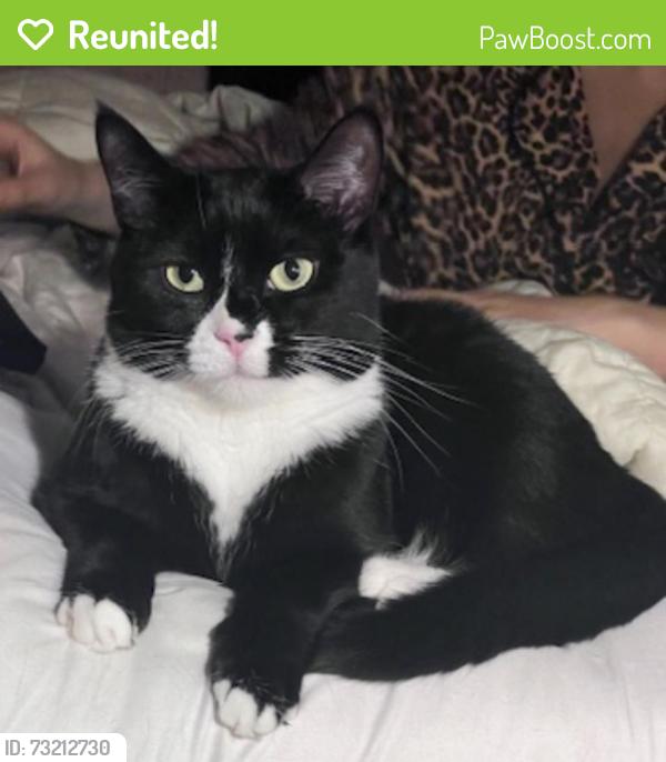 Reunited Female Cat last seen Seaward circle, Oceanside, CA 92056