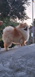 Reunited Male Dog last seen Astoria and Genoa st, Los Angeles, CA 91342