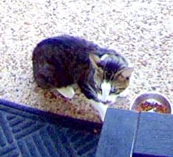 Reunited Unknown Cat last seen Apison Pike and little Debbie Parkway, Collegedale, TN 37363