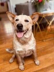 Lost Female Dog last seen Scales street, La Manda & Greenhaven Drive, San Antonio, TX 78201