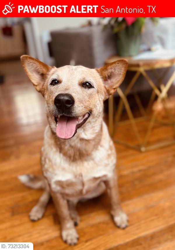 Lost Female Dog last seen Scales street, La Manda & Greenhaven Drive, San Antonio, TX 78201