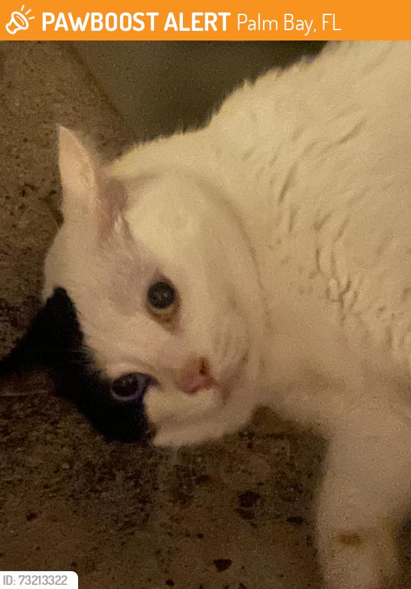Found/Stray Unknown Cat last seen Cabot drive &, Palm Bay, FL 32905