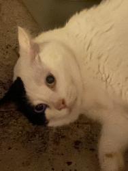 Found/Stray Unknown Cat last seen Cabot drive &, Palm Bay, FL 32905