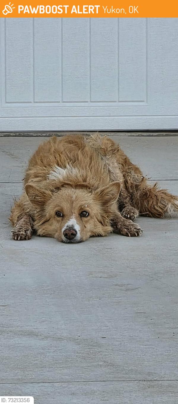 Found/Stray Unknown Dog last seen 59th and Czech hall, Yukon, OK 73099