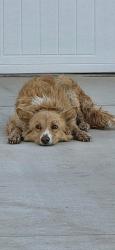Found/Stray Unknown Dog last seen 59th and Czech hall, Yukon, OK 73099