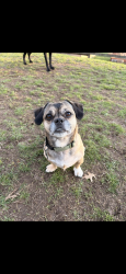 Lost Male Dog last seen Hallet Road, East Stroudsburg, PA 18301